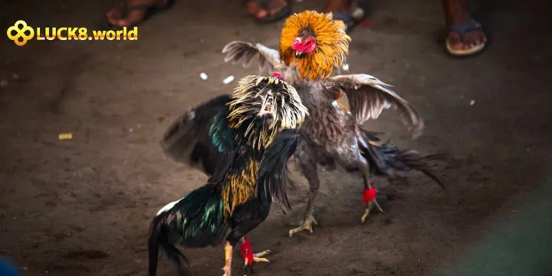 Những giống gà thường xuyên tham gia tại Chọi gà Luck8 