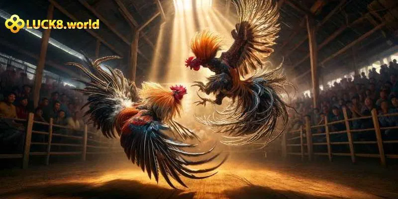 Những cửa cược hấp dẫn mà người chơi có thể tham gia tại Chọi gà của Luck8